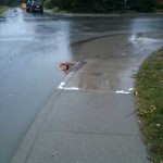 Drainage Issue on Road at 1702 1748 49 Ave SW Calgary, Ab T2 T 4 R5
