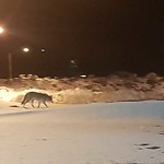 Coyote Sightings and Concerns at 9232 Horton Rd SW