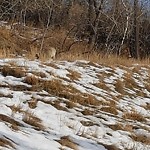 Coyote Sightings and Concerns at 782 3 St NW