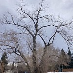 Tree Maintenance - City Owned at 1417 24 St SW