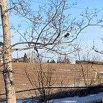Coyote Sightings and Concerns at 16272 Macleod Tr SE