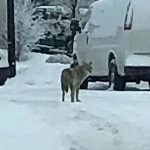 Coyote Sightings and Concerns at 1017 Taradale Dr NE