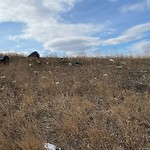 Debris on Street, Sidewalk, Boulevard at 12210 Barlow Tr NE