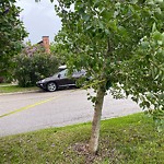 Tree Maintenance - City Owned at 337 Sharon Av SW