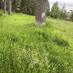 Mowing - Within a Park at 3611 Utah Dr NW