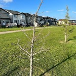 Tree Maintenance - City Owned at 52 Skyview Shores Gd NE