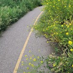 Shared Pedestrian and Cycling Path - Repair at 6727 Coach Ridge Rd SW