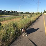 Mowing on the Boulevard 60+ km/h at 8051 Bow Tr SW