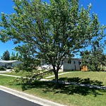 Tree Maintenance - City Owned at 4916 Varsity Dr NW