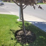 Tree Maintenance - City Owned at 196 Skyview Ranch Wy NE
