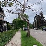 Tree Maintenance - City Owned at 2025 7 Av NW