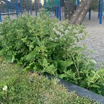 Shrubs, Flowers, Leaves in a Park - Maintenance at 55 Northmount Dr NW