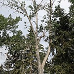 Tree Maintenance - City Owned at 503 Oakridge Wy SW