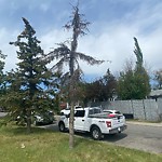 Tree Maintenance - City Owned at 5604 Temple Wy NE