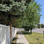 Tree Maintenance - City Owned at 48 Shawnee Wy SW