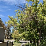 Tree Maintenance - City Owned at 40 Shawnee Wy SW