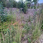 Shrubs, Flowers, Leaves in a Park - Maintenance at 135 Chaparral Valley Sq SE