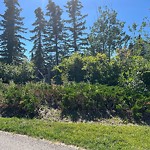 Shrubs, Flowers, Leaves Maintenance in a Park at 500 Citadel Dr NW