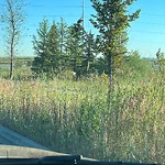 DO NOT USE - Mowing on the Boulevard 60+ km/h-WAM at 14050 Mcivor Bv SE