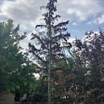 Tree Maintenance - City Owned-WAM at 235 10 Av NE