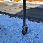 Tree Maintenance - City Owned at 597 Masters Rd SE