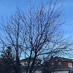 Tree Maintenance - City Owned at 448 Springbank Pl SW