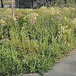 Shrubs, Flowers, Leaves Maintenance in a Park-WAM at 91 Cranbrook Cv SE