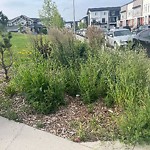Shrubs, Flowers, Leaves Maintenance in a Park-WAM at 176 Walcrest Wy SE