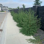 Shrubs, Flowers, Leaves Maintenance in a Park-WAM at 316 Wolf Creek Mr SE