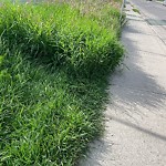 DO NOT USE - Mowing in a Park - Residential Boulevard up to 50km/h-WAM at 709 19 St NW