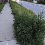 DO NOT USE - Mowing - Residential Boulevard up to 50km/h-WAM at 5004 2 St NW