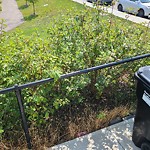 Shrubs, Flowers, Leaves Maintenance in a Park-WAM at 119 Cityscape Wy NE