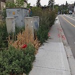 DO NOT USE - Mowing - Residential Boulevard up to 50km/h-WAM at 1940 11 Av SW