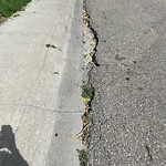 On-Street Bike Lane - Repair at 1220 21 Av NW