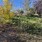 Shrubs, Flowers, Leaves Maintenance in a Park-WAM at 47 Pinebrook Pl NE