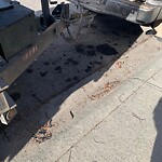 Debris on Street, Sidewalk, Boulevard at 480 Bracewood Cr SW