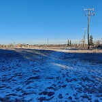 Coyote Sightings and Concerns at 6053 14 St SW