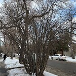 Tree Maintenance - City Owned at 124 8 Av NE