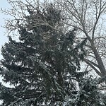 Tree Maintenance - City Owned at 748 Cedarille Wy SW