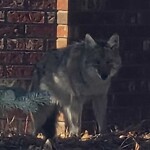 Coyote Sightings and Concerns at 12944 Candle Cr SW