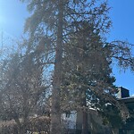 Tree Maintenance - City Owned at 10619 Bradbury Dr SW