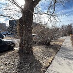 Tree Maintenance - City Owned-WAM at 701 Edmonton Tr NE