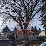 Tree Maintenance - City Owned at 8519 Athabasca St SE