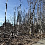 Tree Maintenance - City Owned-WAM at 115 Aspen Stone Wy SW