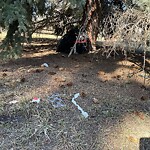 In a Park - Litter Pick Up or Overflowing Park Bins at 2624 Macleod Tr S
