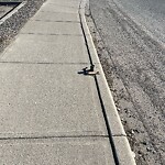 Sign on Street, Lane, Sidewalk - Repair or Replace at 50 Crowfoot Wy NW