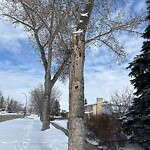 Tree Maintenance - City Owned-WAM at 724 Acadia Dr SE