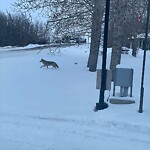 Coyote Sightings and Concerns at 9798 8 Av NE