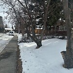 Tree Maintenance - City Owned-WAM at 60 Glenside Dr SW