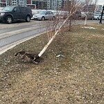 Tree Maintenance - City Owned-WAM at 3937 Front St SE